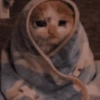 GATINHOS GRIPADOS 5