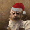 Natal dos bichinhos 🎄🎅🏻🐶🐱 10