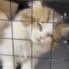 Cat Meme 5