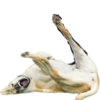 Random para whatsapp 🐶 21