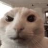 GATINHOS SHITPOST  13