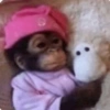 Macaquinhos  14