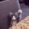 Gatos & Outros Animais 16