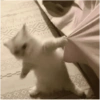 Kucing Lucu 7