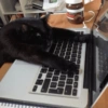 Black Cat Mood 18