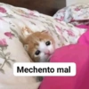 A ver tu cola 😎memes 18