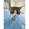 Gatas fofinha de perucas  7