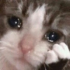 Sad cat 12