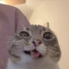 Gatos & Outros Animais 5