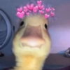 Patos Random 🦆🤣 5
