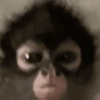 Macacotes 8