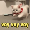 😻Gatos gaticos michis lindos 12