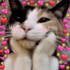Gatitos amor 💘  7