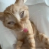 Reações de animais 9