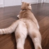 Cat Presenting
