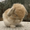 Bunnie 15