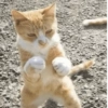 Memes de gatos 14