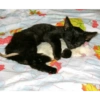 Black Cat Mood 24