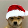 Natal dos bichinhos 🎄🎅🏻🐶🐱 9