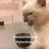 Gatitos Memes😺✨💕10 14