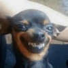 Perritos 8