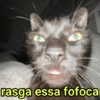 GATINHOS SHITPOST  5