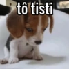 tô tisti