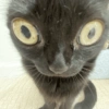 Gatos memes 18