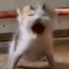 Gatos memes 10