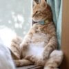 Memes de gatos 12