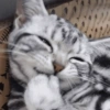 Cat Paw Lick
