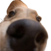 Random para whatsapp 🐶 14