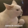 😛 DIAS DE LA SEMANA TOP 😛 13