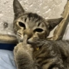Memes de gatos 15
