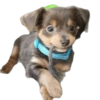Random para whatsapp 🐶 20