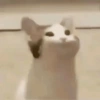 Gatos memes 21