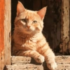 Cat cute 12