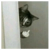 Gatinhos 16