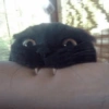 GATINHOS SHITPOST  15