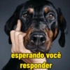 Memes gatos e cachorros 10