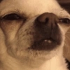 Pinscher e Chihuahua MEMES 17