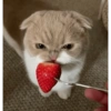 Kucing Lucu 13