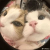 Kucing Lucu 18