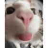Cat meme / kucing  6