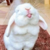 Bunnie 14