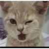 Gatitos bien sazonados😻😹 18
