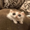 Gatos memes 14