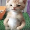 GATINHOS SHITPOST  14