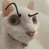 🐱 Meow 🐱 Michis 🐱 Gatos 🐱 10