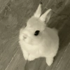 Bunnie 13